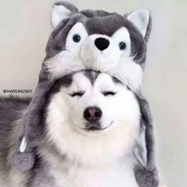 重生专宠:摄政王的毒妃